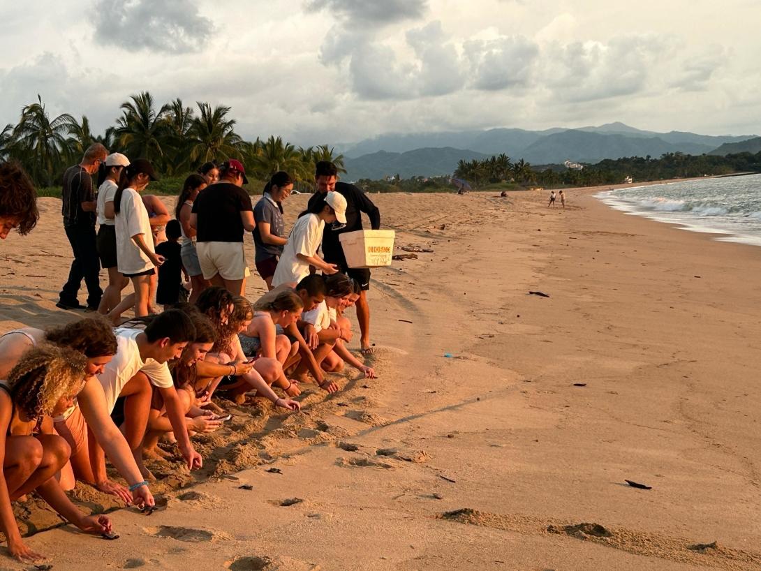 Conservation volunteers releasing turtle hatchlings on the beach in Mexico